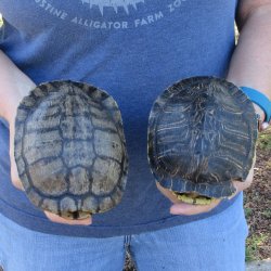 Two piece 6" Red Eared Slider Turtle Shells