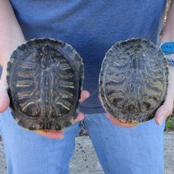 Two piece 5" Red Eared Slider Turtle Shells