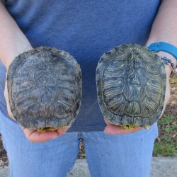 Two piece 5" Red Eared Slider Turtle Shells