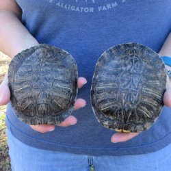 Two piece 5" Red Eared Slider Turtle Shells