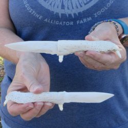 Two piece 7" Alligator Jaw Bone Knives
