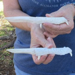 Two piece 7" Alligator Jaw Bone Knives