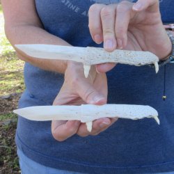 Two piece 7" Alligator Jaw Bone Knives