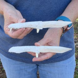 Two piece 7" Alligator Jaw Bone Knives