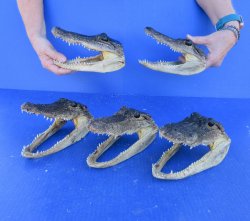 Five piece  Alligator Heads 7" to 8"