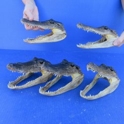 Five piece  Alligator Heads 7" to 8"