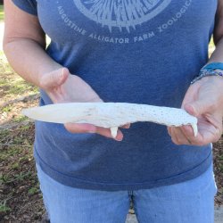 9-1/2" Alligator Jaw Bone Knife