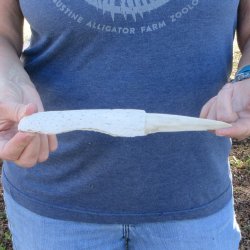 9-1/2" Alligator Jaw Bone Knife
