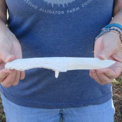 9-1/2" Alligator Jaw Bone Knife