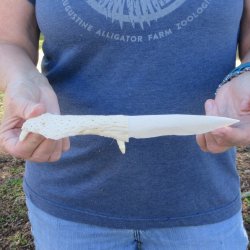 9-1/2" Alligator Jaw Bone Knife