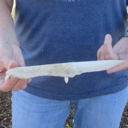 9-3/4" Alligator Jaw Bone Knife