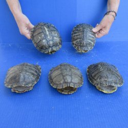 Five piece 6" B-Grade Red Eared Slider Turtle Shells