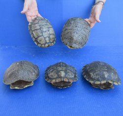 Five piece 7" B-Grade Red Eared Slider Turtle Shells