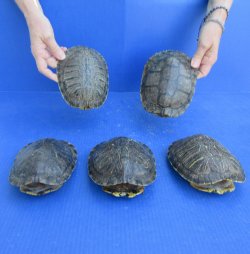 Five piece 6" B-Grade Red Eared Slider Turtle Shells