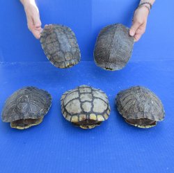 Five piece 7" B-Grade Red Eared Slider Turtle Shells