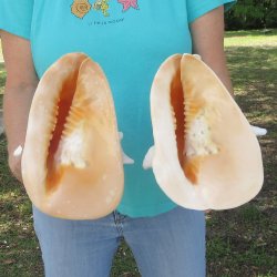 Two piece 9" Yellow Helmet 
