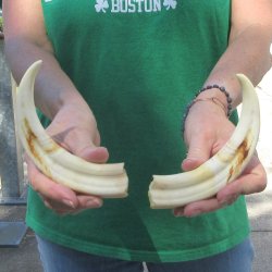 Matching pair of 8 inch Warthog Tusks 