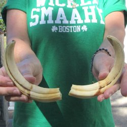 Matching pair of 8 inch Warthog Tusks 