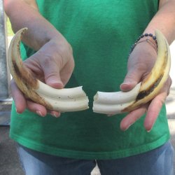 Matching pair of 8 inch Warthog Tusks 
