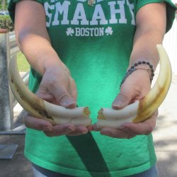 Matching pair of 8 inch Warthog Tusks 
