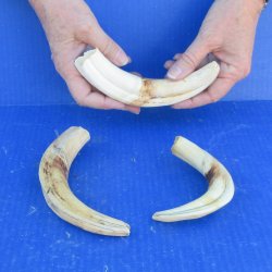 Three piece 8" Ivory Tusks from African Warthogs