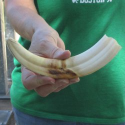 9" Ivory Tusk from African Warthog 
