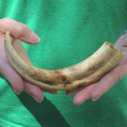 9" Ivory Tusk from African Warthog 
