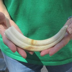 9" Ivory Tusk from African Warthog 