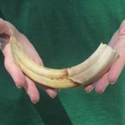 9" Ivory Tusk from African Warthog 