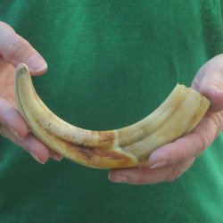 9" Ivory Tusk from African Warthog 