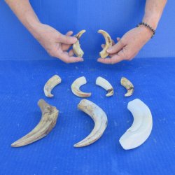 One pound Warthog Tusks approx. 4-6" 
