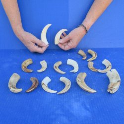 One pound Warthog Tusks approx. 4-6" 