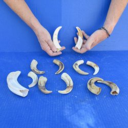 One pound Warthog Tusks approx. 4-6" 