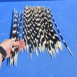 Fifty Medium Thickness  African Porcupine Quills 12" to 14"