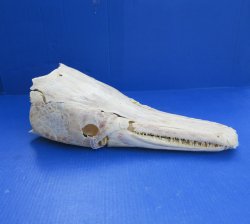 Alligator Gar Skull measuring approximately 19" (Signature Required)