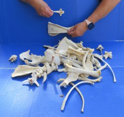 4lb Assorted Bones