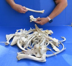 4lb Assorted Bones