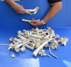 4lb Assorted Bones