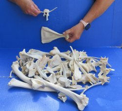4lb Assorted Bones