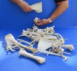 4lb Assorted Bones