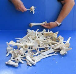 4lb Assorted Bones