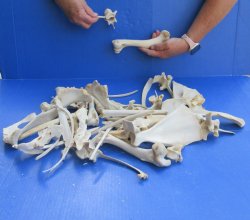 4lb Assorted Bones
