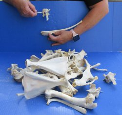 4lb Assorted Bones