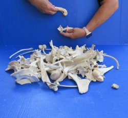 4lb Assorted Bones