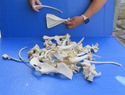 4lb Assorted Bones