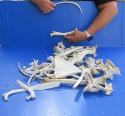 4lb Assorted Bones