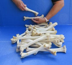 Thirty piece Deer Leg Bones 7" to 12"