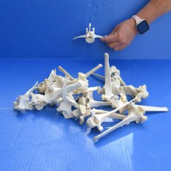 Twenty piece Wild Boar Vertebrae Bones 5-1/2" to 6"