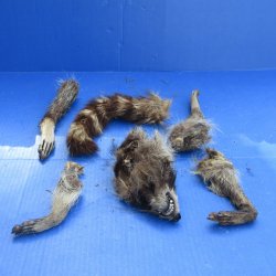 Preserved Raccoon Head with Tail and 4 Legs 