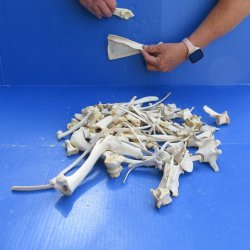 100 Piece Assorted Small Animal Bones 1/2" to 6"